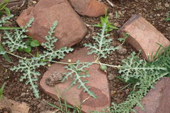 Citrullus colocynthis